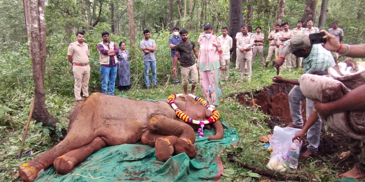 Tragic Loss: Beloved Two-Year-Old Elephant Calf Gauri Succumbs to Illness at Phanasoli Camp