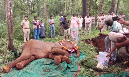 Tragic Loss: Beloved Two-Year-Old Elephant Calf Gauri Succumbs to Illness at Phanasoli Camp