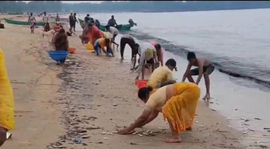 Ankola: A Dance of Waves and a Bounty of Fish