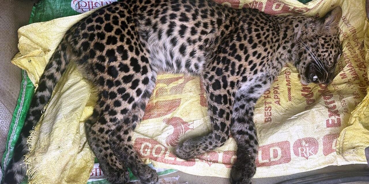 Leopard cub dies in illegal trap at Devagiri locals blame forest department negligence