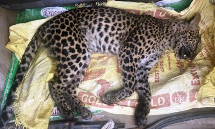 Leopard cub dies in illegal trap at Devagiri locals blame forest department negligence
