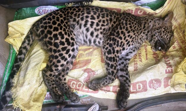 Leopard cub dies in illegal trap at Devagiri locals blame forest department negligence