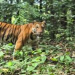 Biker encounters tiger near Kaiga