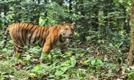 Biker encounters tiger near Kaiga