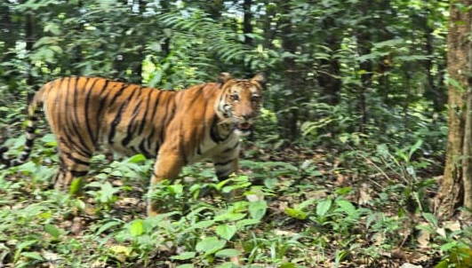 Biker encounters tiger near Kaiga