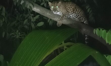 Leopard Sighting Sparks Fear in Karwar’s Binaga Area