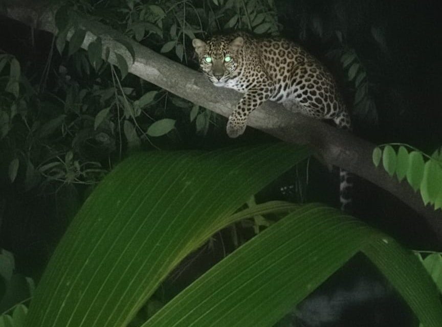Leopard Sighting Sparks Fear in Karwar’s Binaga Area
