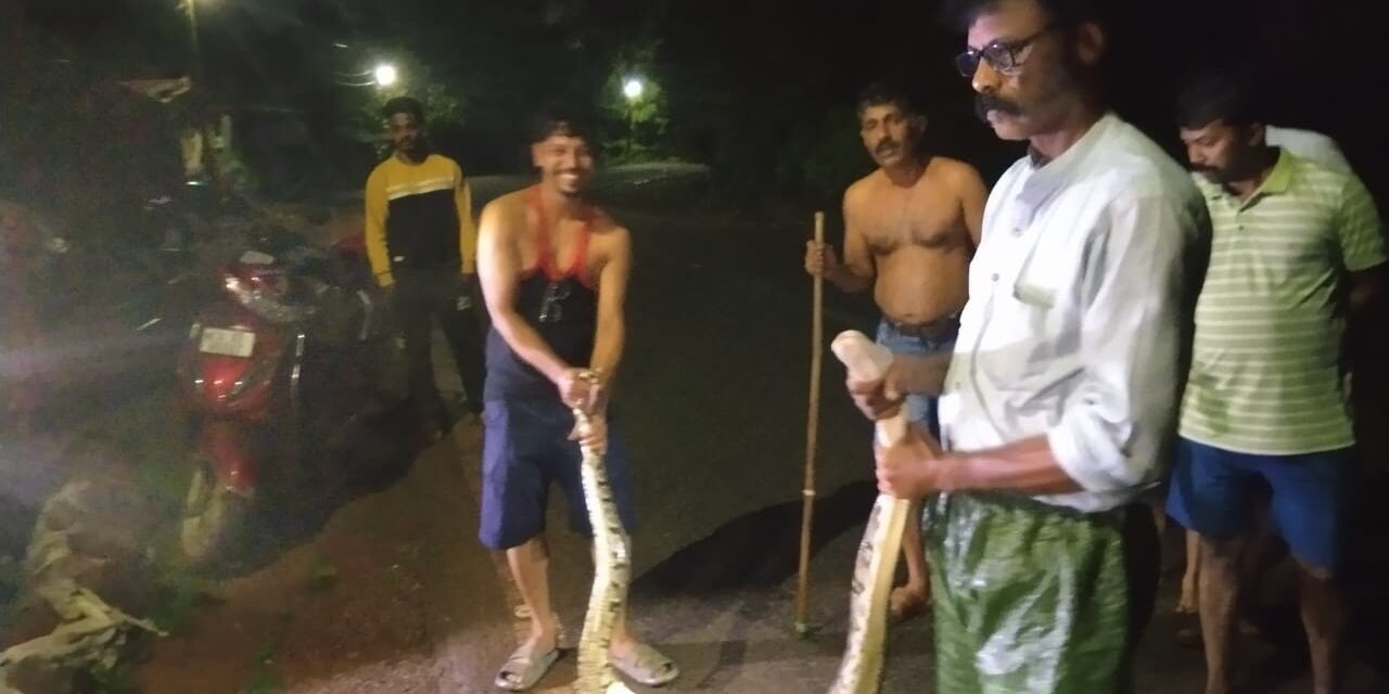 Massive Python Safely Rescued from Village in  Honnavar Taluk of Uttara Kannada