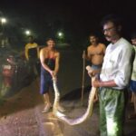 Massive Python Safely Rescued from Village in  Honnavar Taluk of Uttara Kannada