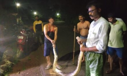 Massive Python Safely Rescued from Village in  Honnavar Taluk of Uttara Kannada