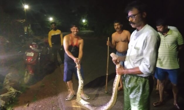 Massive Python Safely Rescued from Village in  Honnavar Taluk of Uttara Kannada