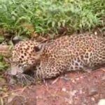 Rare Sight: Leopard Cub Spotted on Roadside in Sirsi Taluk