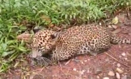 Rare Sight: Leopard Cub Spotted on Roadside in Sirsi Taluk