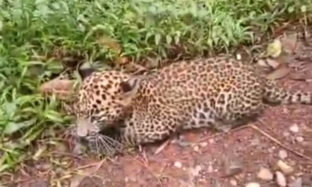 Rare Sight: Leopard Cub Spotted on Roadside in Sirsi Taluk
