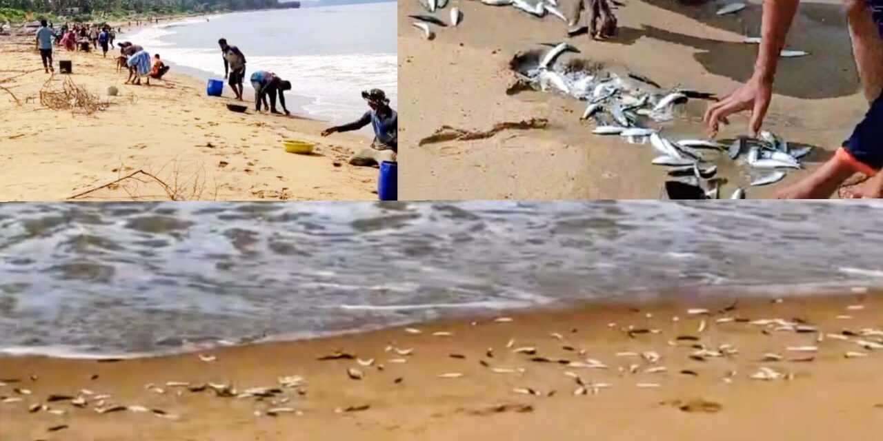 Fish Frenzy at Devbag Beach: Locals Celebrate Unusual Bounty