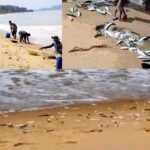 Fish Frenzy at Devbag Beach: Locals Celebrate Unusual Bounty