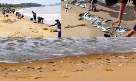 Fish Frenzy at Devbag Beach: Locals Celebrate Unusual Bounty