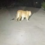 Leopard Sighting Near Ganeshgudi Draws Tourists to Dandeli