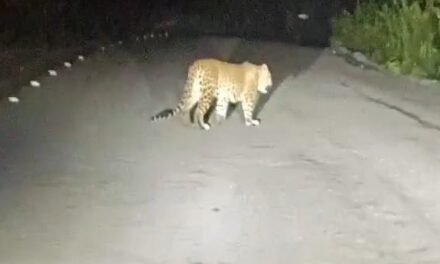 Leopard Sighting Near Ganeshgudi Draws Tourists to Dandeli