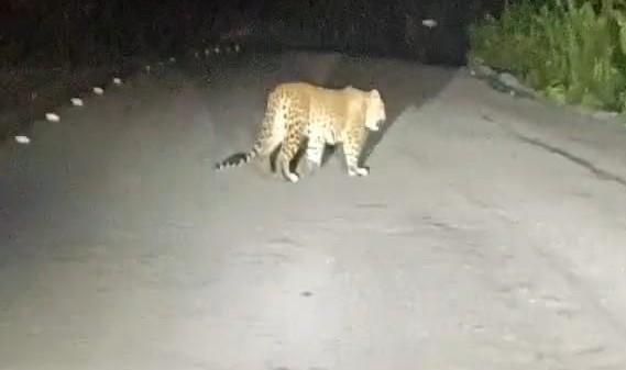 Leopard Sighting Near Ganeshgudi Draws Tourists to Dandeli