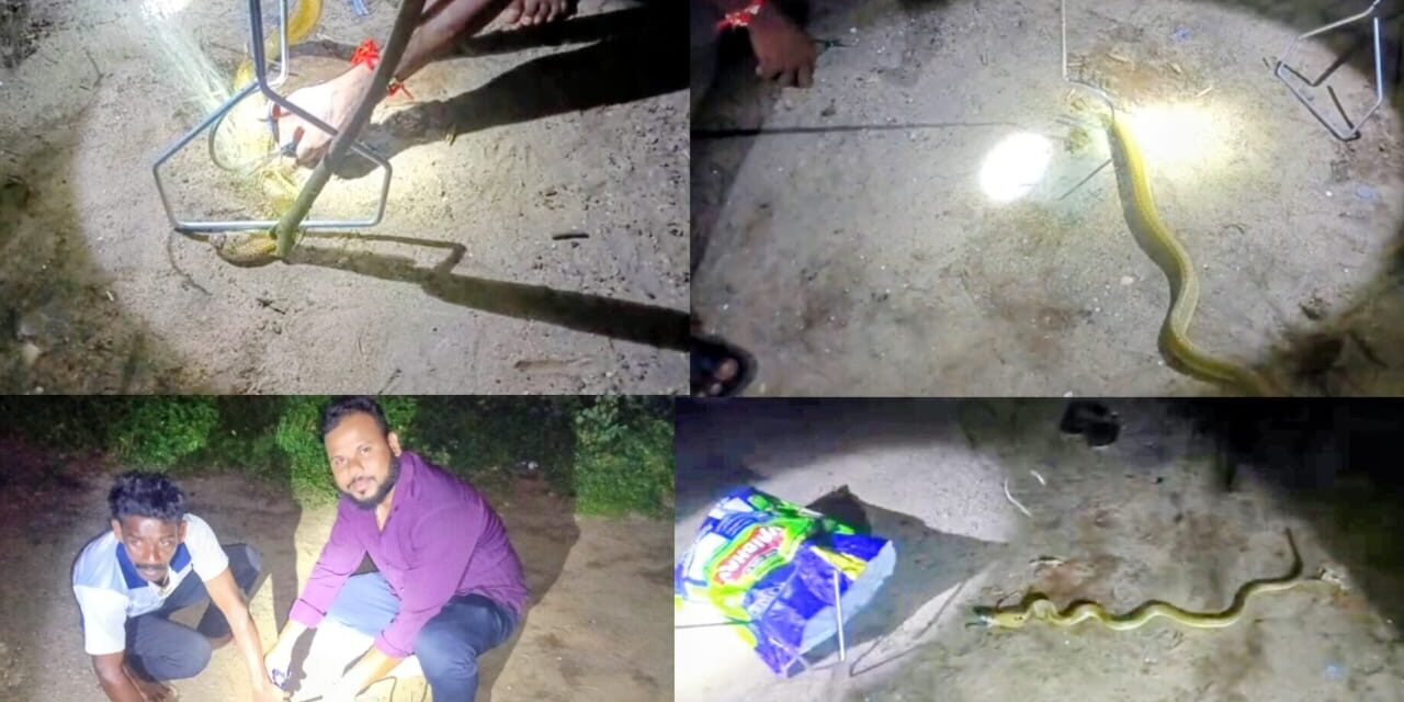 Rescue of a Cobra Trapped in a Net: Joint Effort by Locals and HESCOM Staff