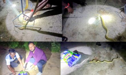 Rescue of a Cobra Trapped in a Net: Joint Effort by Locals and HESCOM Staff